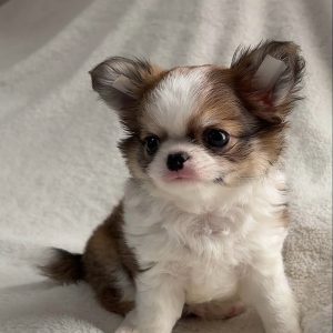 BISCUIT