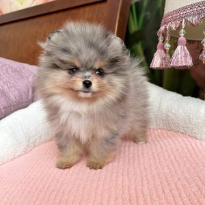 BAILEY