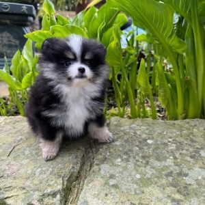 BUDDY