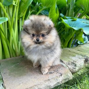 BIJOU